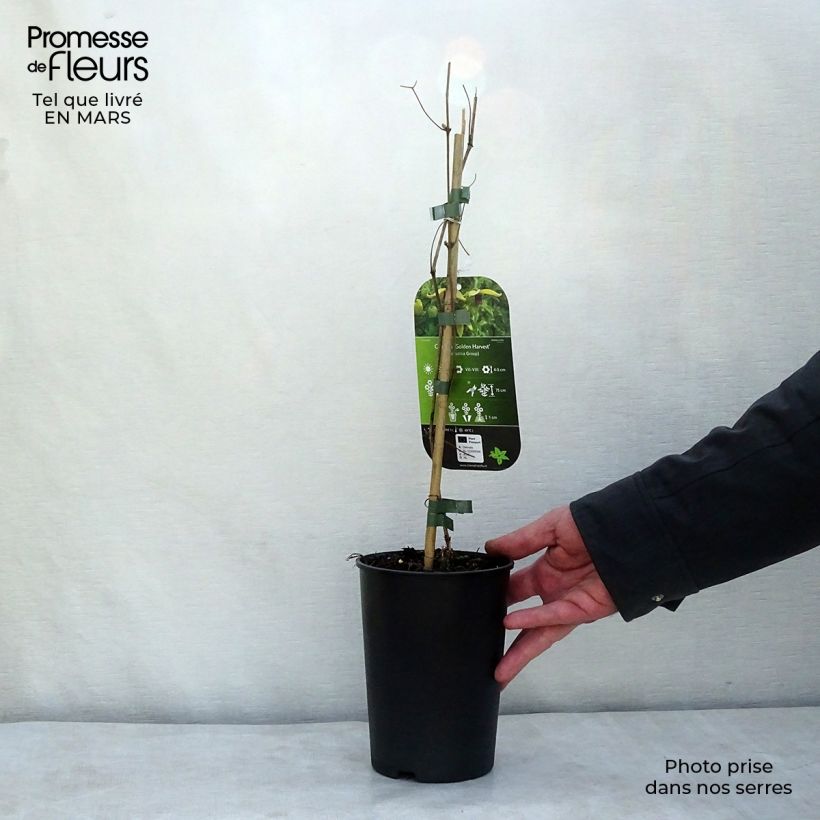 Example of Clematis tangutica Golden Harvest - Clematide Vaso da 2L/3L as you get in printemps