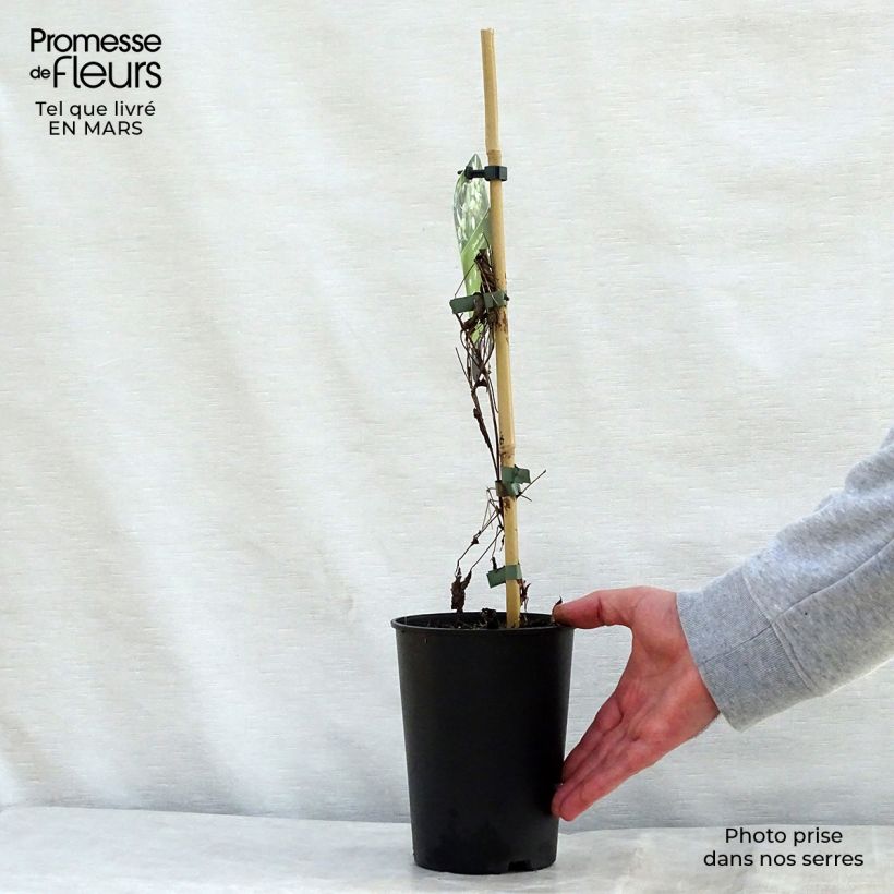 Clematis tangutica Grace - Clematide Vaso da 2L/3L esemplare consegnato in primavera