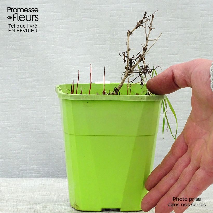 Clematis tangutica Little Lemons - Clematide Vaso da 1L/1,5L esemplare consegnato in inverno