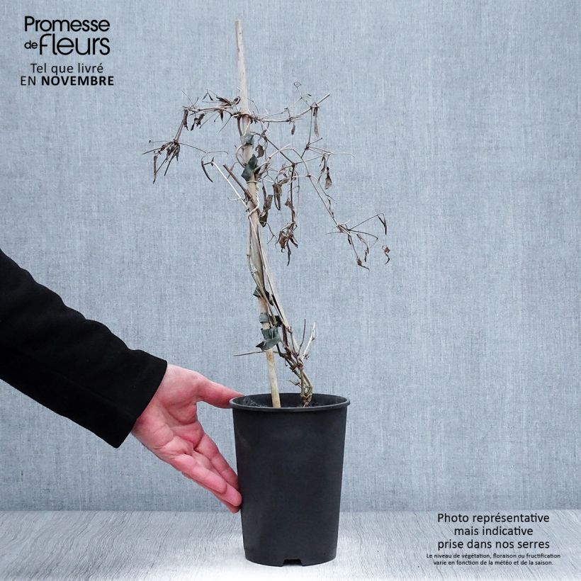 Esemplare di Clematis tangutica My Angel - Clematide Vaso da 2L/3L come consegnato in autunno