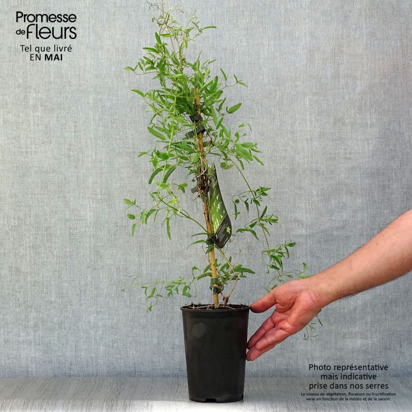 Example of Clematis tangutica My Angel - Clematide Vaso da 2L/3L as you get in printemps