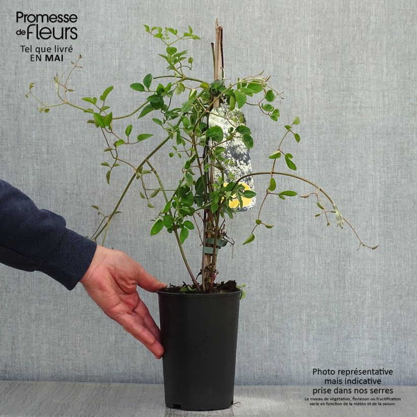 Clematis terniflora - Clematide Vaso da 2L/3L esemplare consegnato in primavera