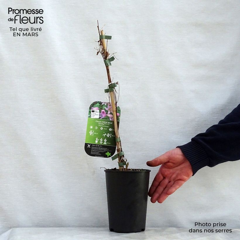 Clematis texensis Mienie Belle - Clematide Vaso da 2L/3L esemplare consegnato in primavera