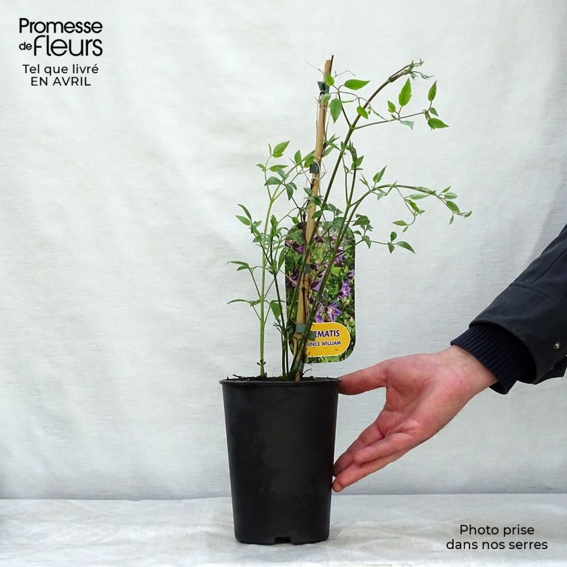 Example of Clematis texensis Prince William - Clematide Vaso da 2L/3L as you get in printemps