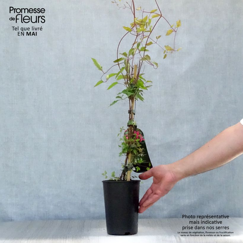 Example of Clematis texensis Princess Diana - Clematide Vaso da 1,5L/2L as you get in printemps