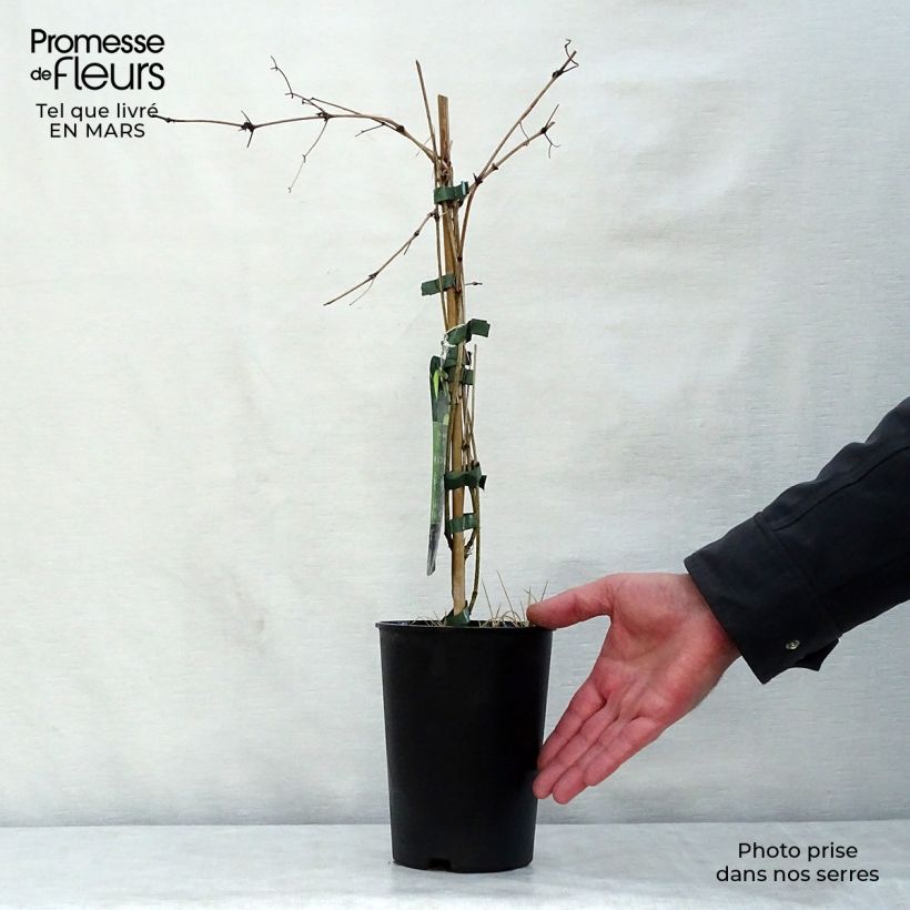 Clematis tibetana var. vernayi Orange Peel - Clematide Vaso da 2L/3L esemplare consegnato in primavera