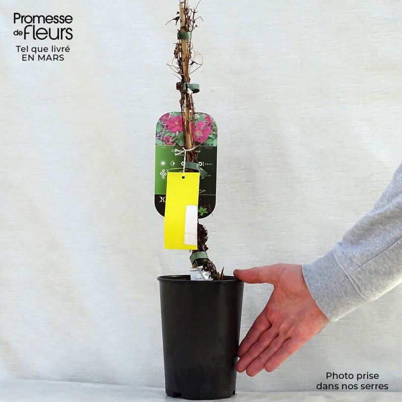 Example of Clematis viticella Abundance - Clematide Vaso da 2L/3L as you get in printemps