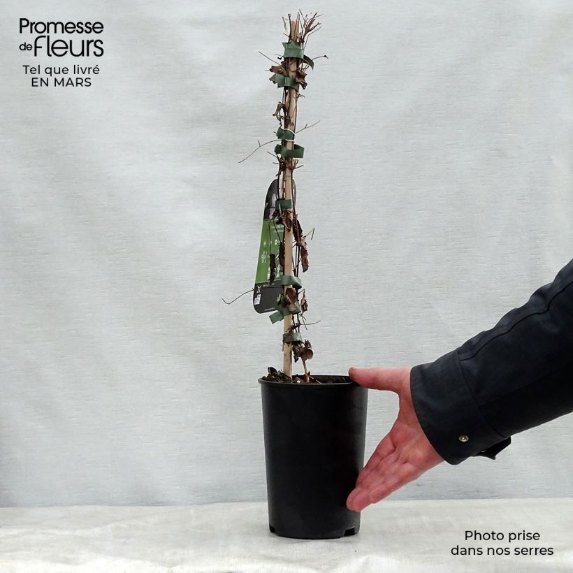 Example of Clematis viticella Alba Luxurians - Clematide Vaso da 2L/3L as you get in printemps