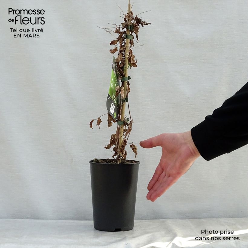 Clematis viticella Black Prince - Clematide Vaso da 2L/3L esemplare consegnato in primavera