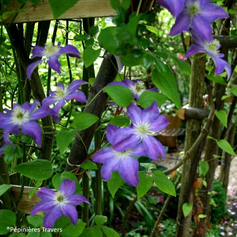 Clematis Bonanza - Clematide (Porto)