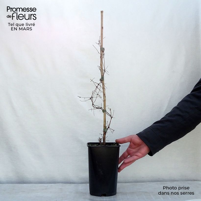 Clematis viticella Burning Love - Clematide Vaso da 2L/3L esemplare consegnato in primavera