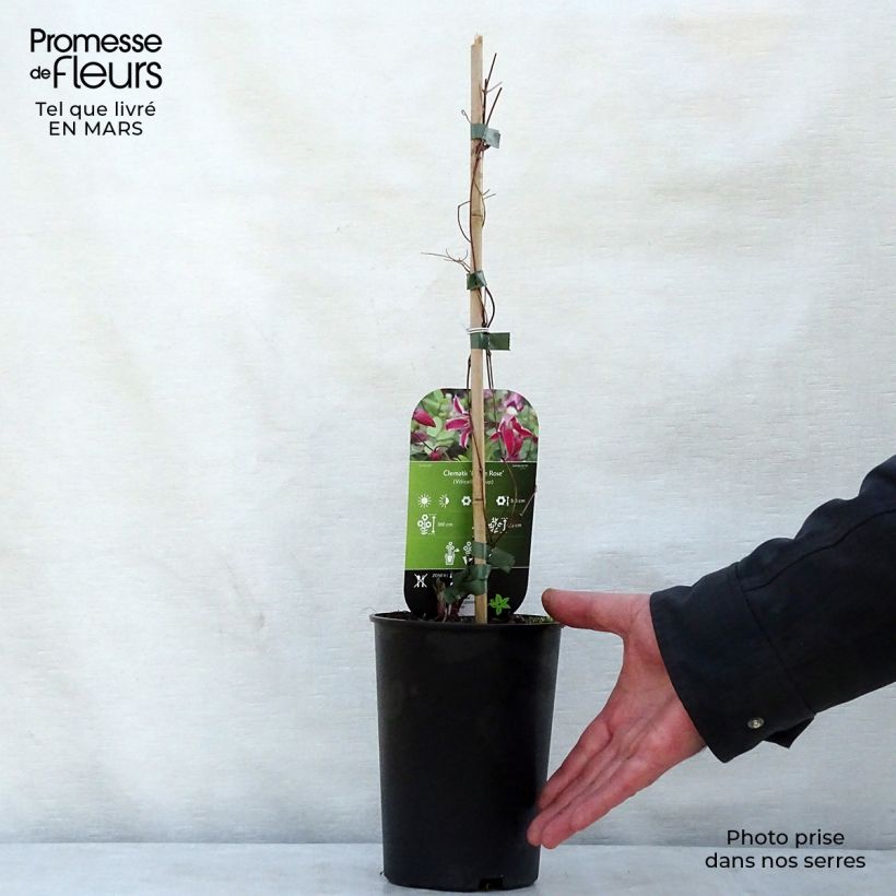 Clematis Etoile Rose - Clematide Vaso da 2L/3L esemplare consegnato in primavera