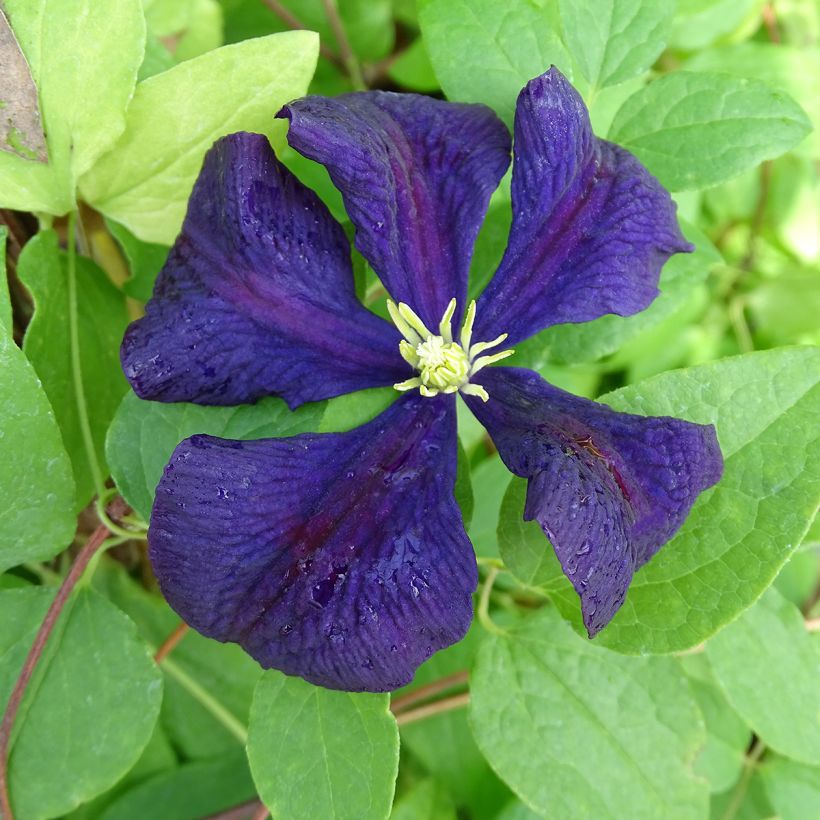 Clematis Etoile violette - Clematide (Fioritura)