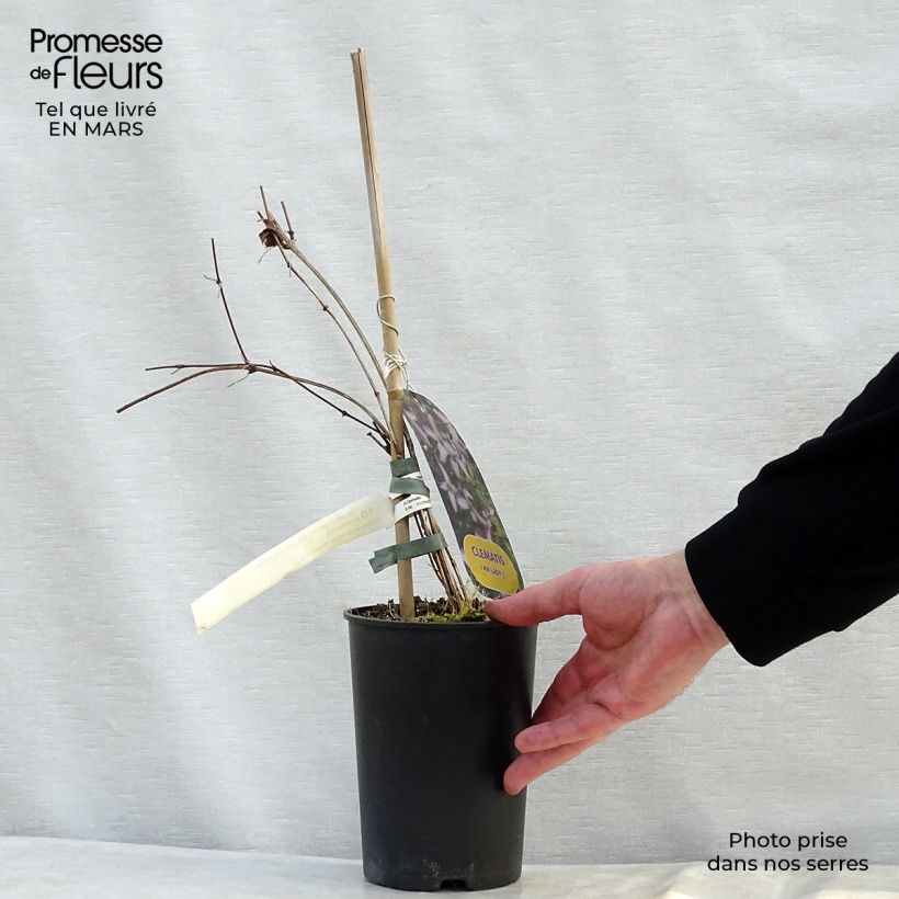 Clematis viticella I am Lady J - Clematide Vaso da 2L/3L esemplare consegnato in primavera