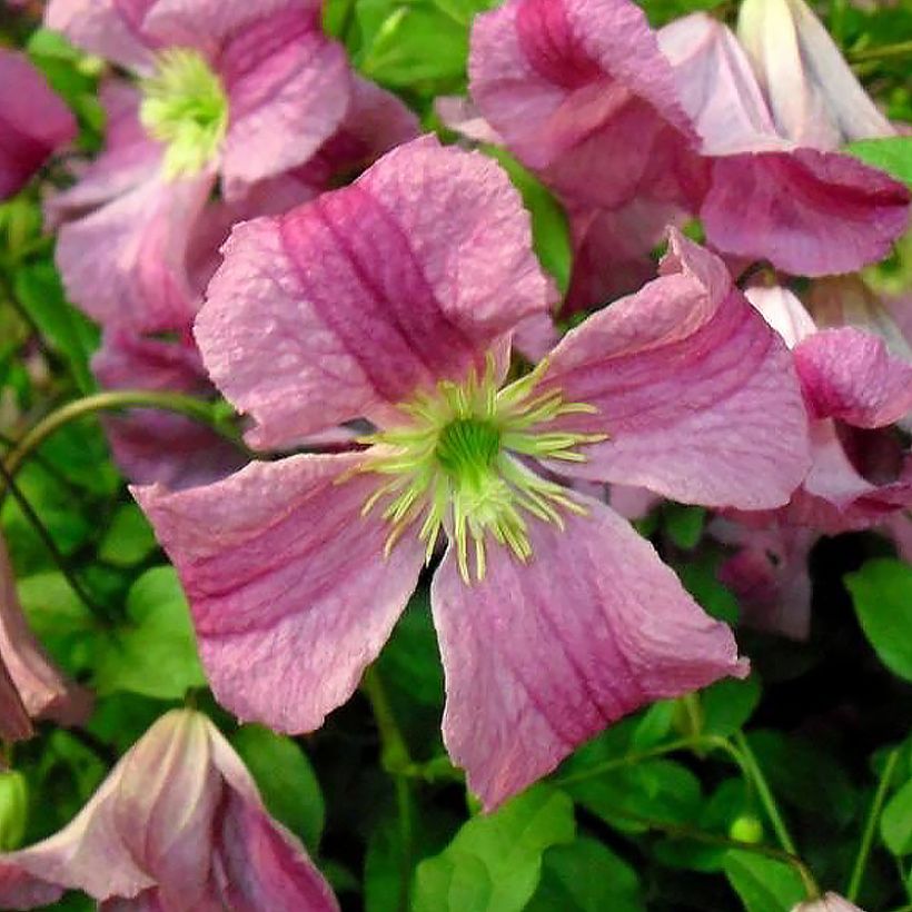Clematis Krakowiak - Clematide (Flowering)