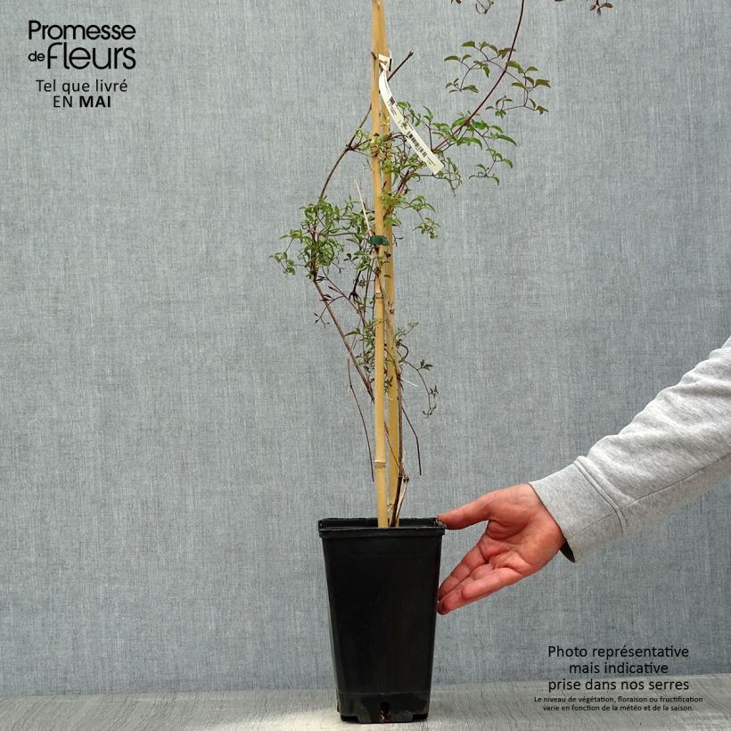 Example of Clematis Krakowiak - Clematide Vaso da 3L/4L as you get in printemps