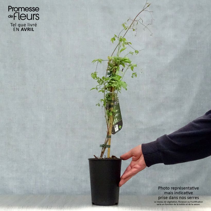 Clematis Little Bas - Clematide Vaso da 2L/3L esemplare consegnato in primavera