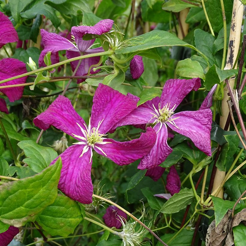 Clematis viticella Mme Julia Correvon - Clematide (Flowering)