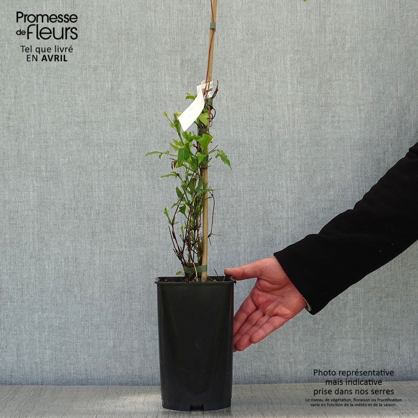 Clematis Panther - Clematide Vaso da 2L/3L esemplare consegnato in primavera