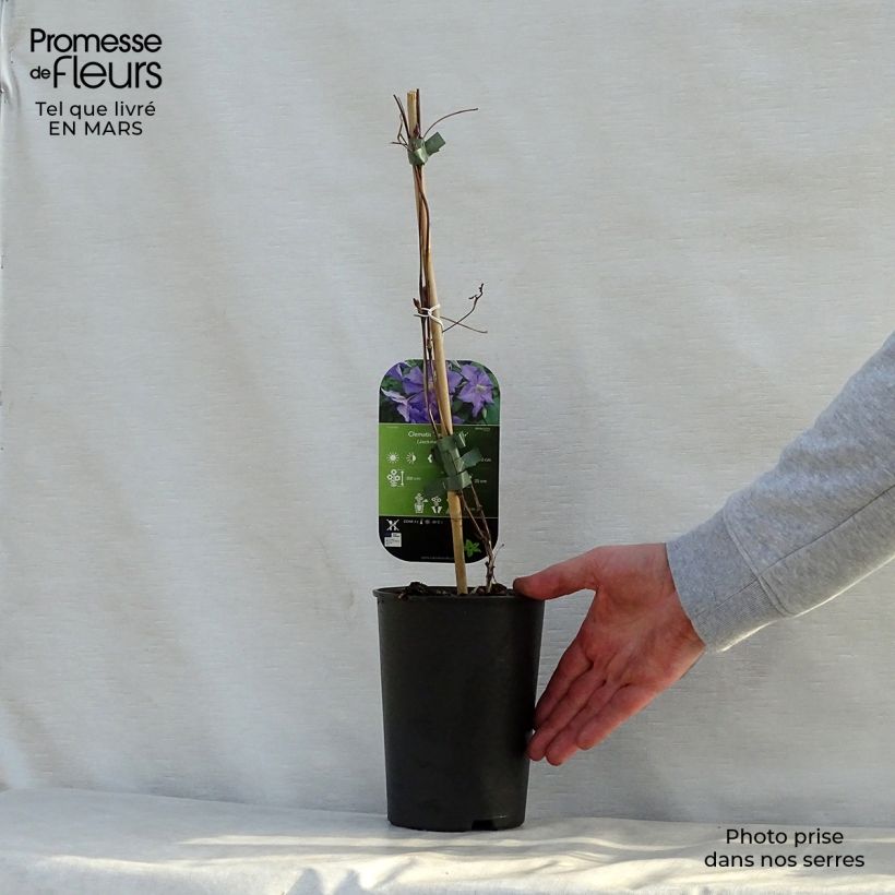 Clematis Perle d'Azur - Clematide Vaso da 2L/3L esemplare consegnato in primavera