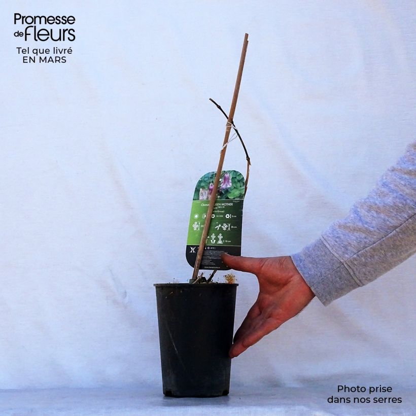 Example of Clematis viticella Queen Mother - Clematide Vaso da 2L/3L as you get in printemps