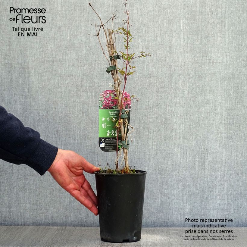 Clematis viticella Rosalyn - Clematide Vaso da 2L/3L esemplare consegnato in primavera