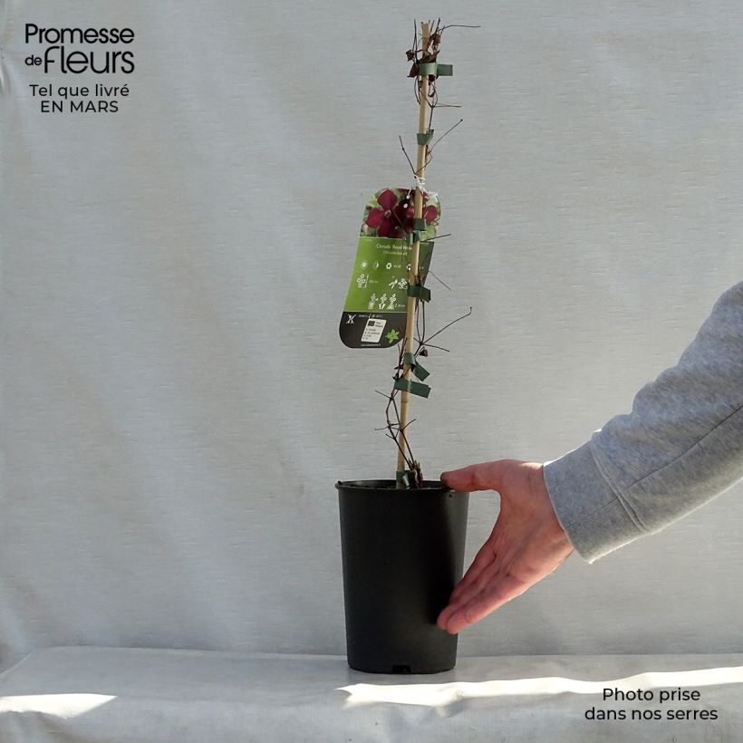 Clematis viticella Royal Velours - Clematide Vaso da 2L/3L esemplare consegnato in primavera