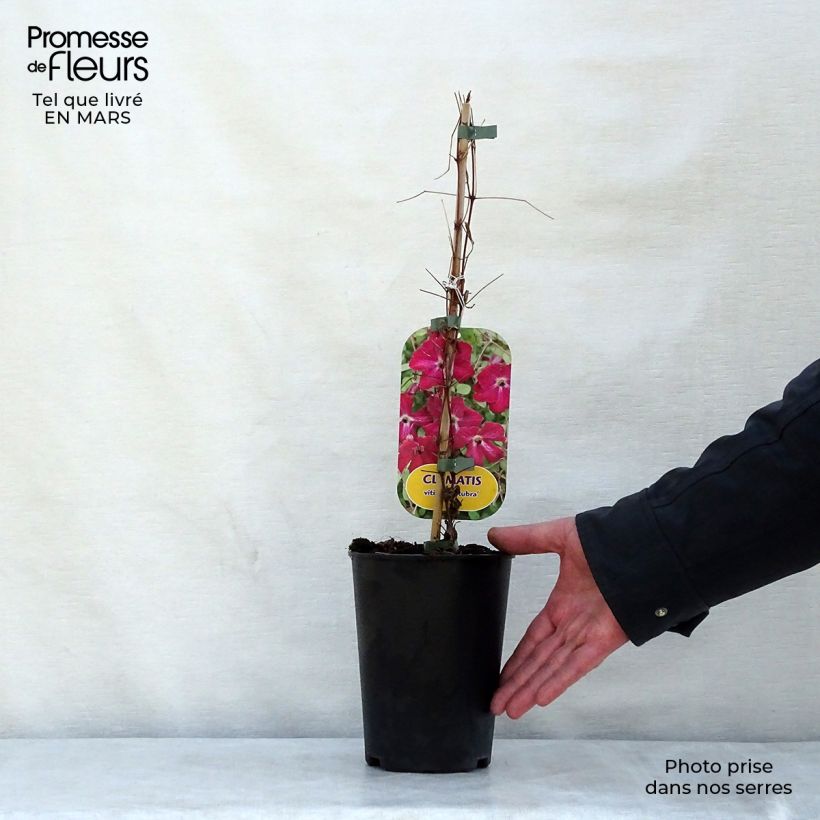 Clematis viticella Rubra - Clematide Vaso da 2L/3L esemplare consegnato in primavera