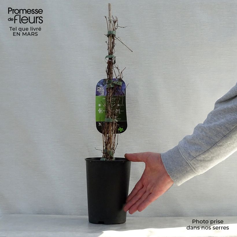 Clematis viticella Sunny Sky - Clematide Vaso da 2L/3L esemplare consegnato in primavera