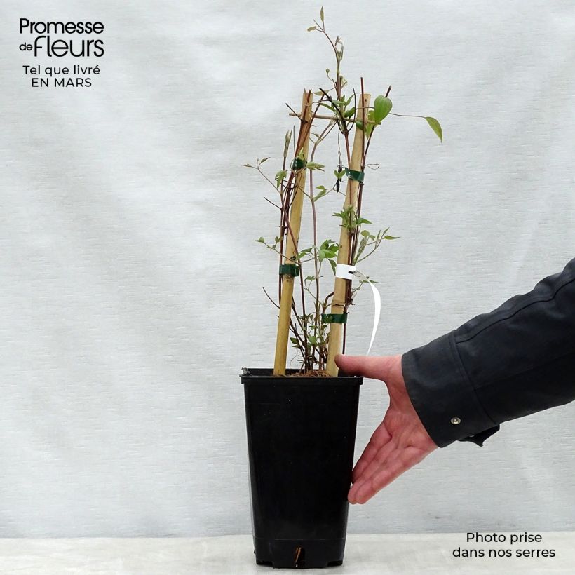 Clematis Delphine - Clematide Vaso da 2L/3L esemplare consegnato in primavera