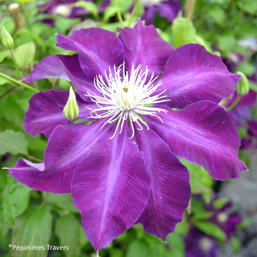 Clematis Hayate - Clematide (Fioritura)