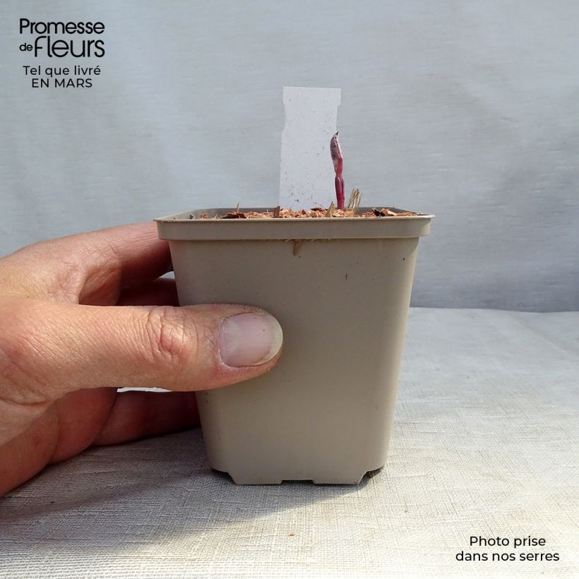 Example of Clematis recta Purpurea - Clematide eretta Vasetto da 8/9 cm as you get in printemps