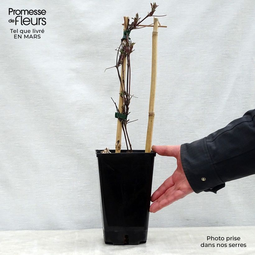 Clematis Honora - Clematide Vaso da 1,5L/2L esemplare consegnato in primavera