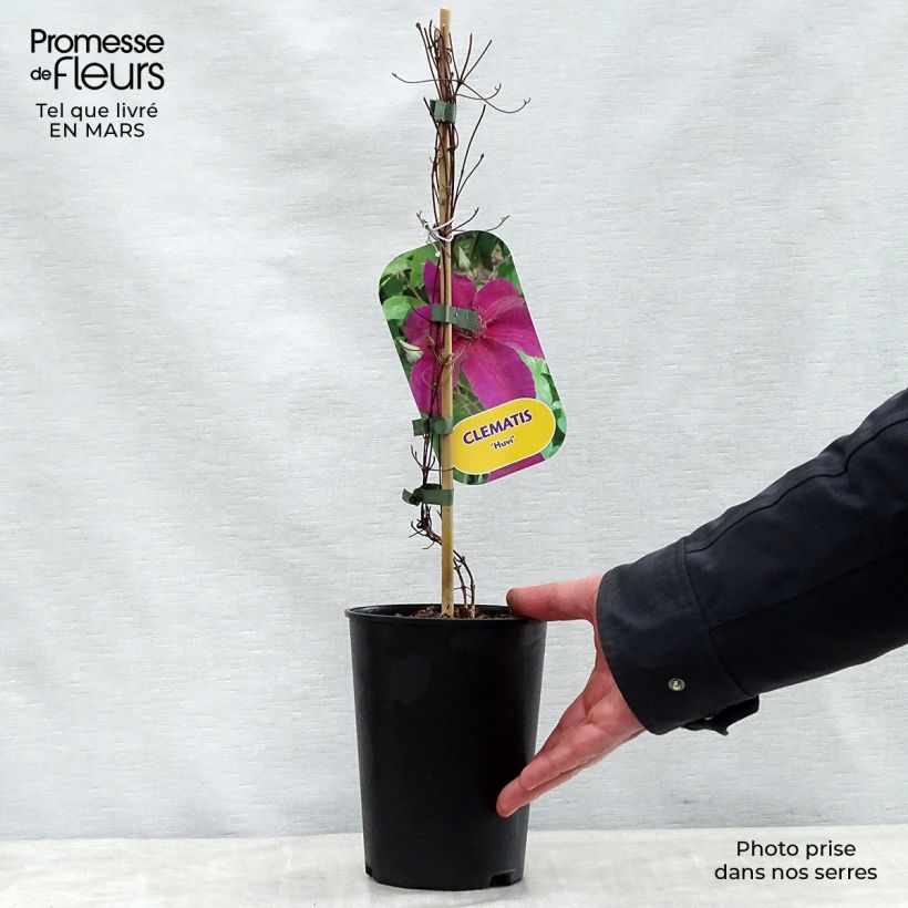 Clematis Huvi - Clematide Vaso da 2L/3L esemplare consegnato in primavera