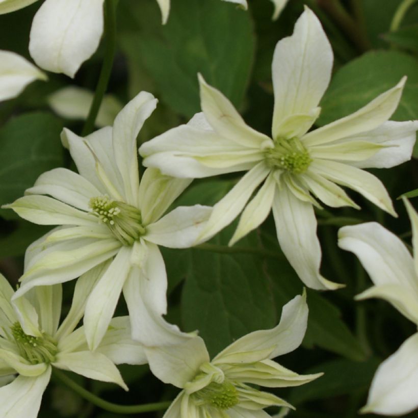 Clematis Jenny Keay - Clematide (Fioritura)