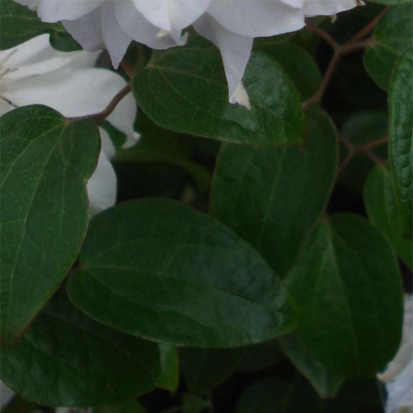 Clematis Maria Skłodowska Curie - Clematide (Fogliame)