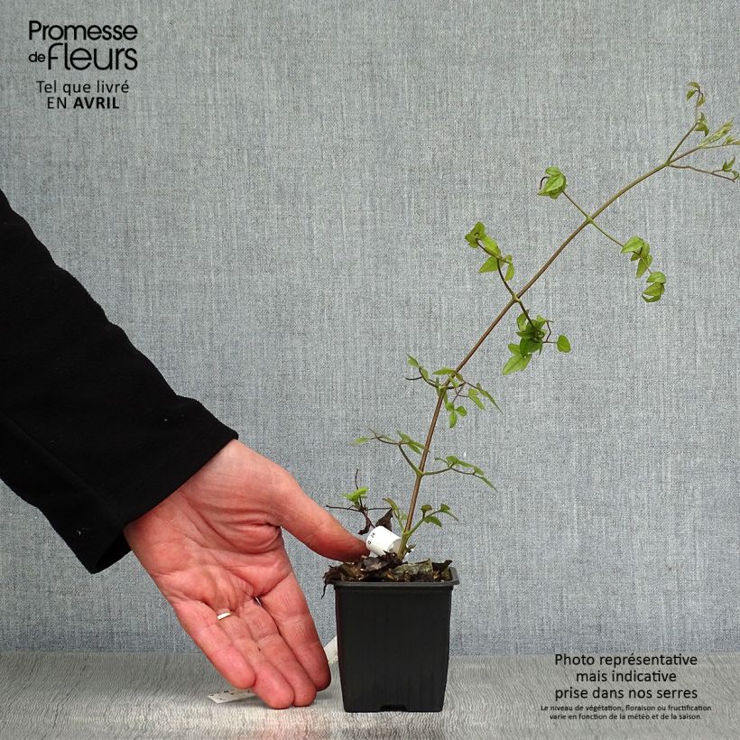 Clematis Mme Lecoultre - Clematide Vasetto da 8/9 cm esemplare consegnato in primavera