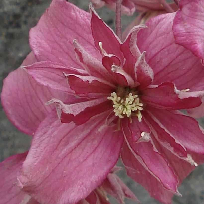 Clematis montana Broughton star - Clematide (Fioritura)