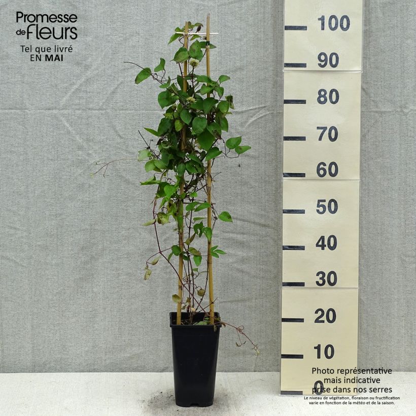 Example of Clematis Pink Celebration - Clematide Vaso da 2L/3L as you get in printemps