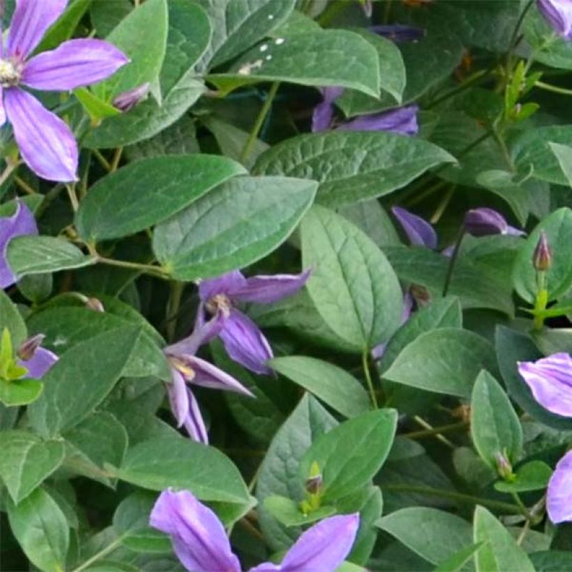 Clematis Saphyra Estrella - Clematide (Fogliame)