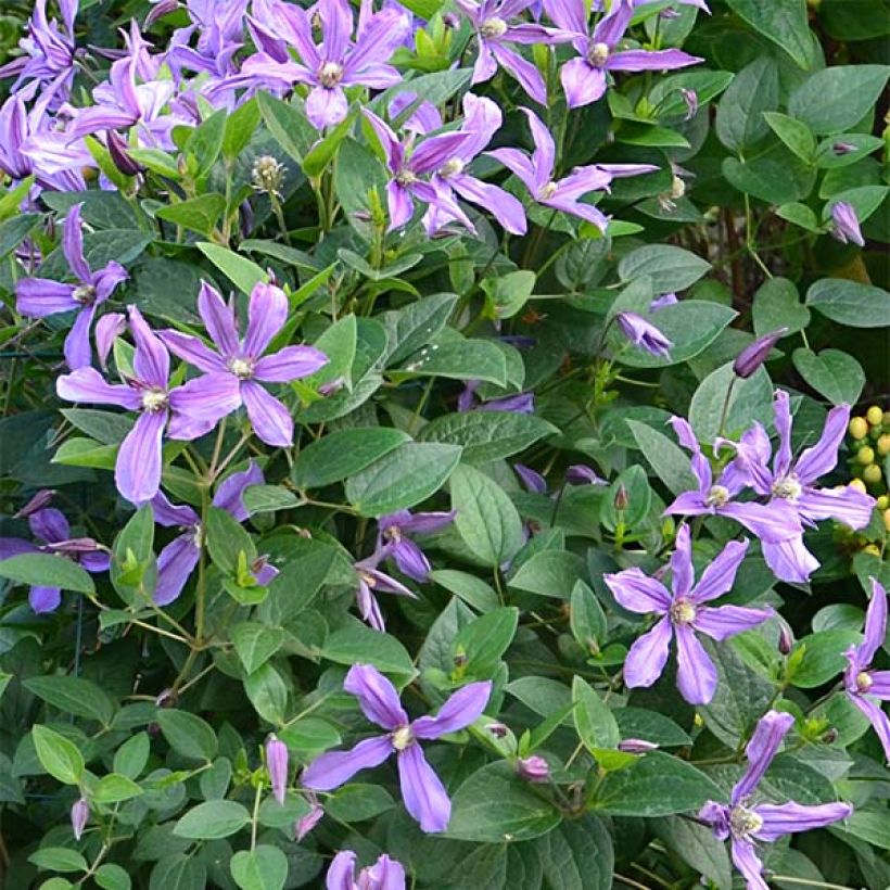 Clematis Saphyra Estrella - Clematide (Fioritura)