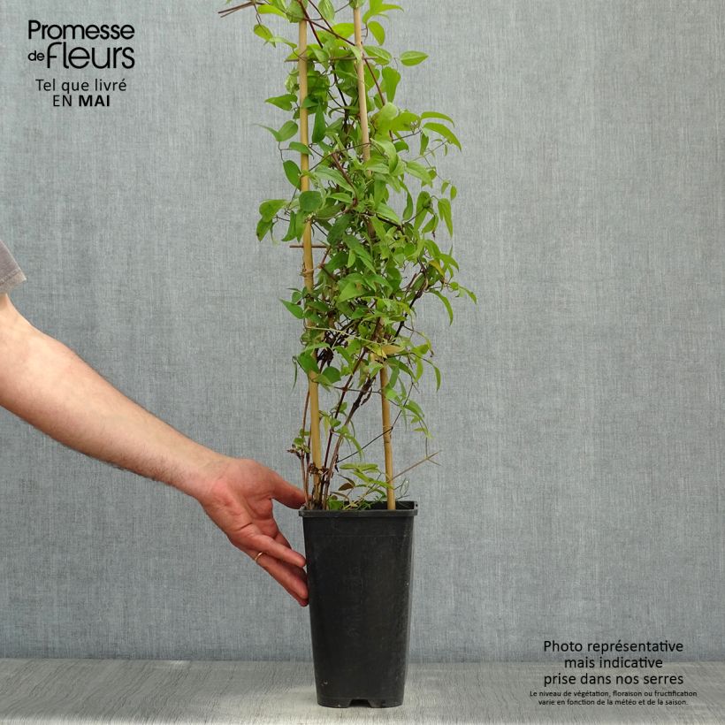 Clematis Saphyra Nancy - Clematide Vaso da 2L/3L esemplare consegnato in primavera