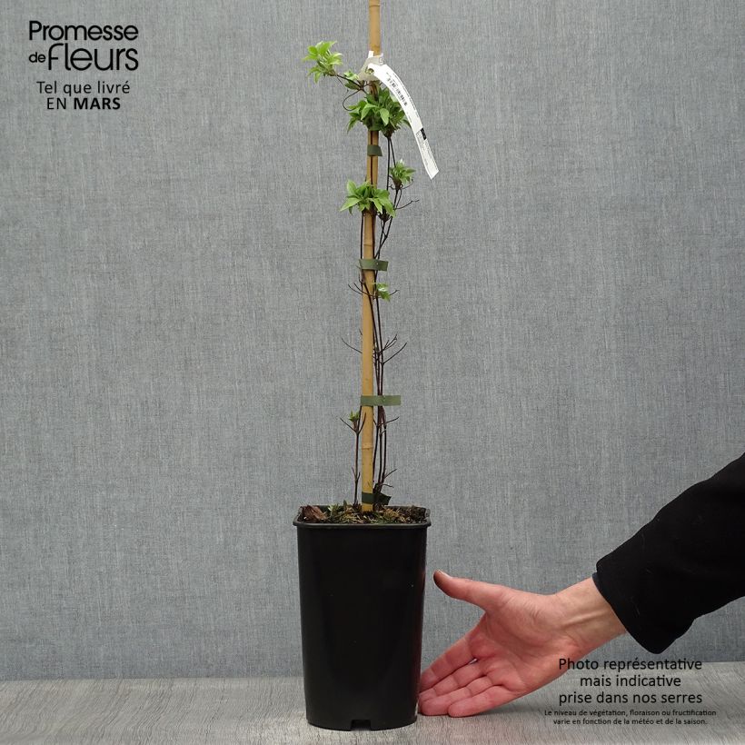 Clematis Sparkler - Clematide Vaso da 2L/3L esemplare consegnato in primavera