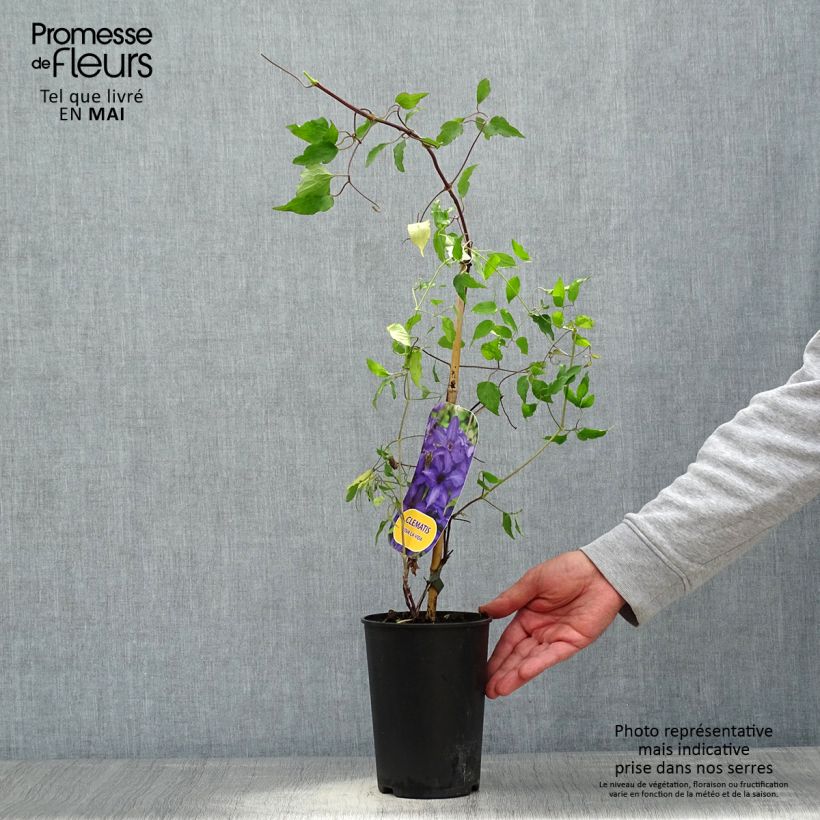 Clematis Viva la Vida - Clematide Vaso da 2L/3L esemplare consegnato in primavera