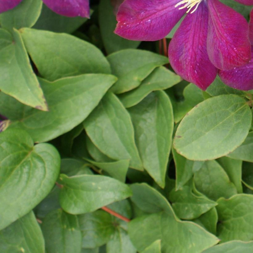 Clematis Voluceau - Clematide (Foliage)