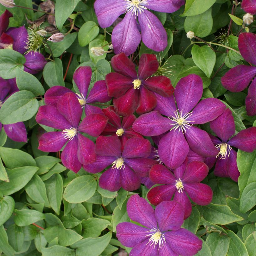 Clematis Voluceau - Clematide (Flowering)