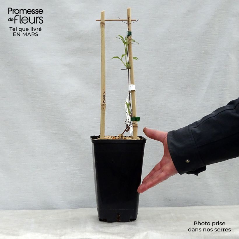 Example of Clematis Wildfire - Clematide Vaso da 1,5L/2L as you get in printemps