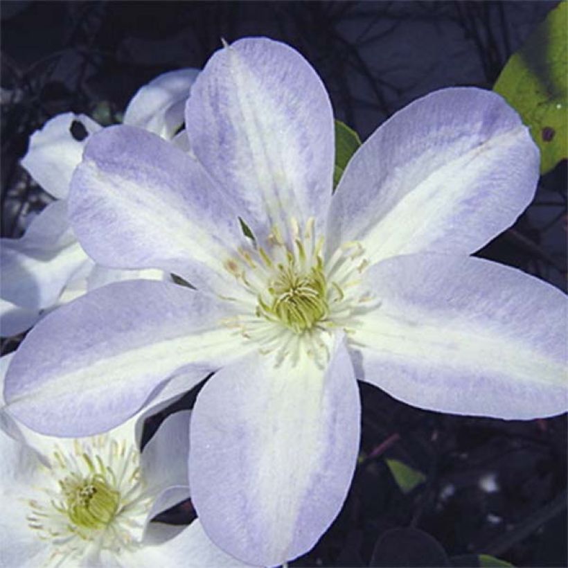 Clematis Yukikomachi - Clematide (Flowering)