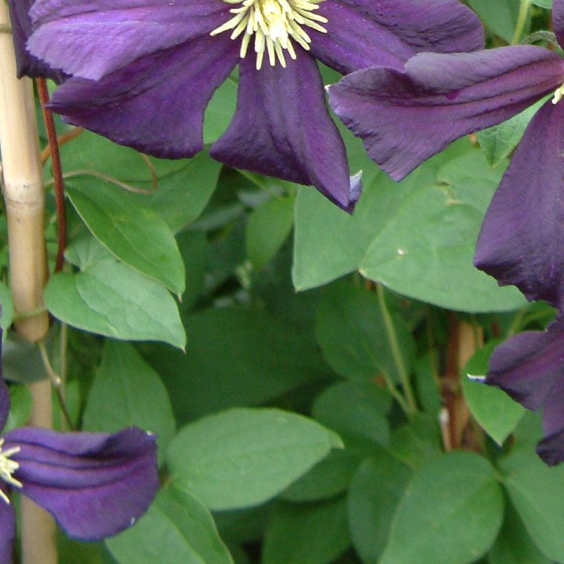 Clematis Romantika - Clematide (Fogliame)