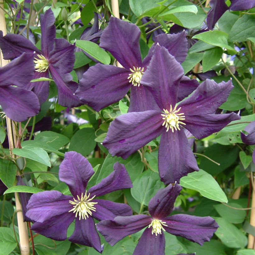 Clematis Romantika - Clematide (Fioritura)